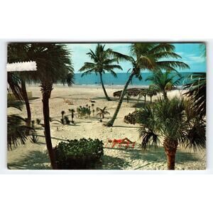 Vintage Florida Beach Scene Palm Trees Color Photo Postcard 1961